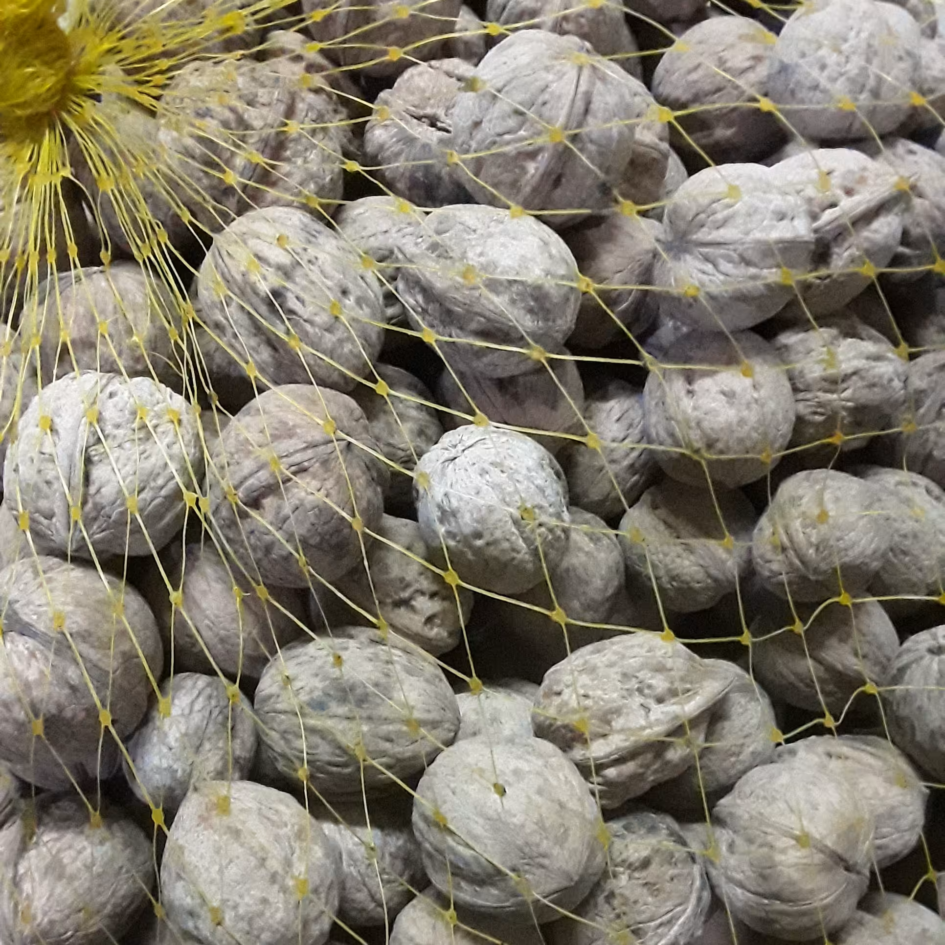 گردو کوهی پرچرب کوهستانهای چهارمحال وبختیاری  