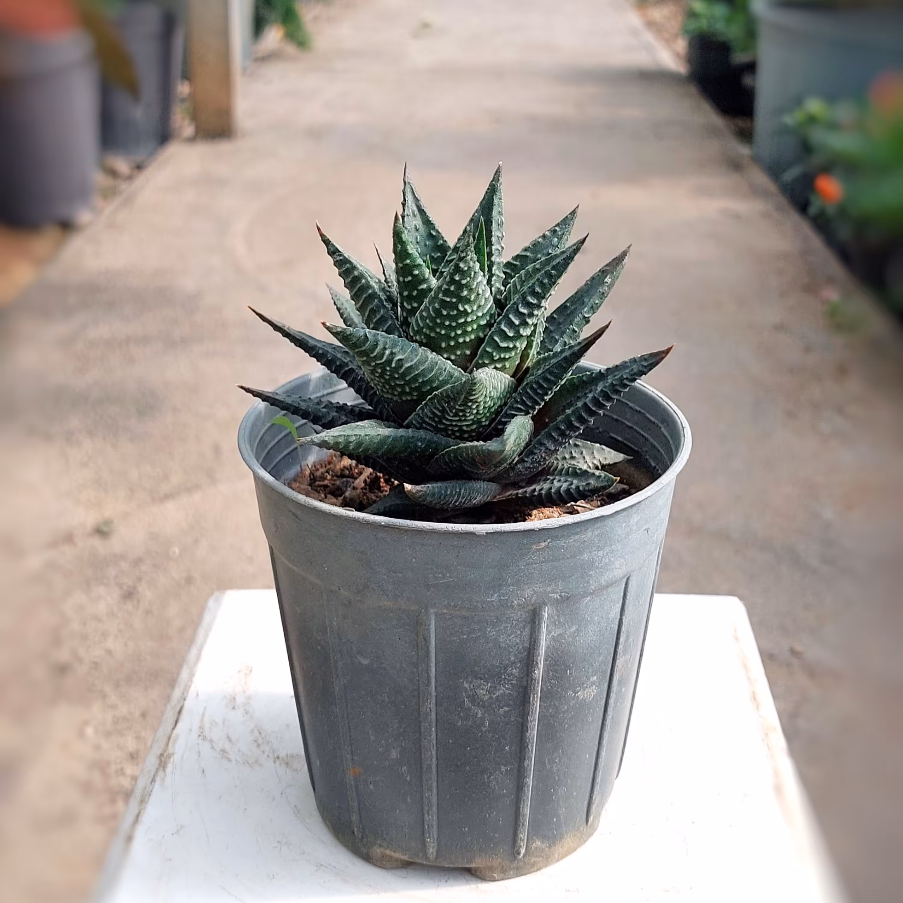 کاکتوس لیموفیلیا با کیفیت و خاص