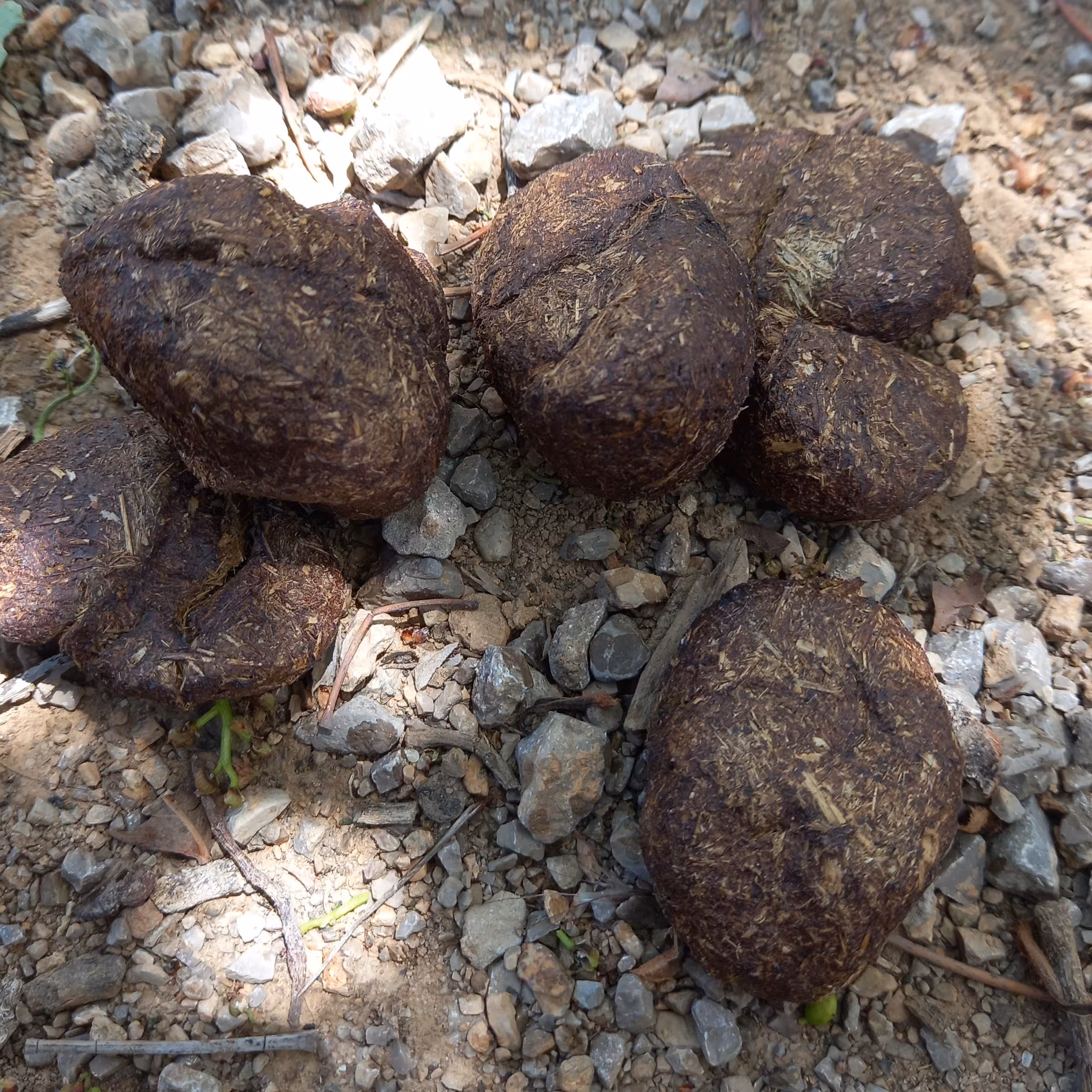 عنبر نسارا الاغ ماده برای رفع عفونت بدن 2کیلو