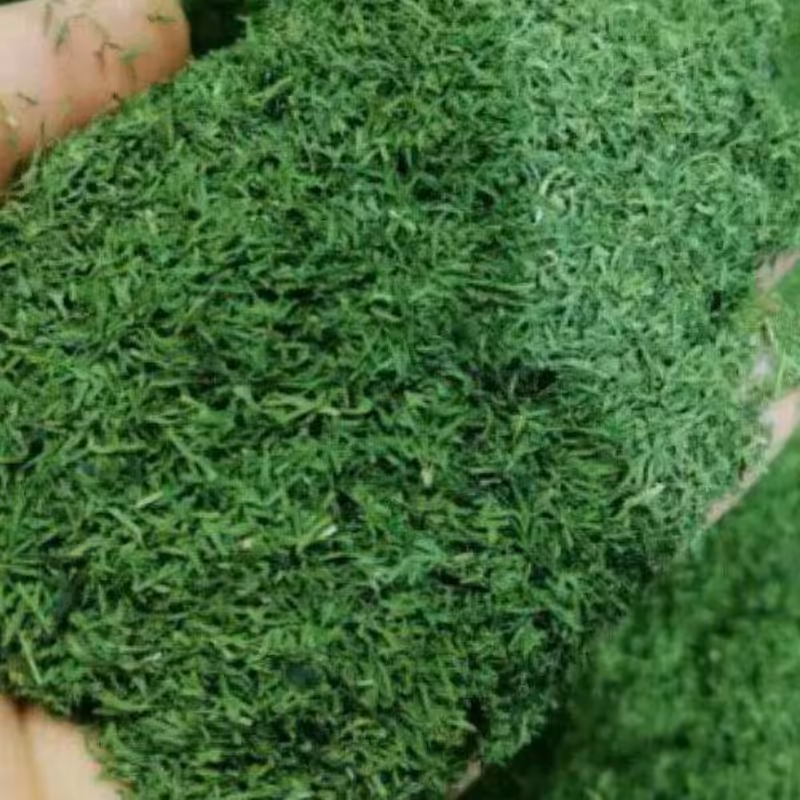 شوید خشک (250گرمی)