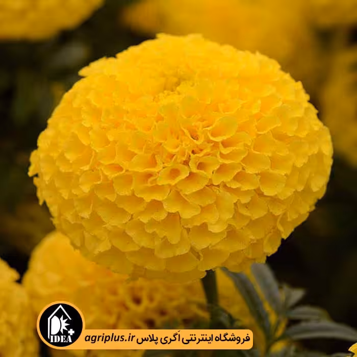 بذر گل جعفری Taishan پن امریکن