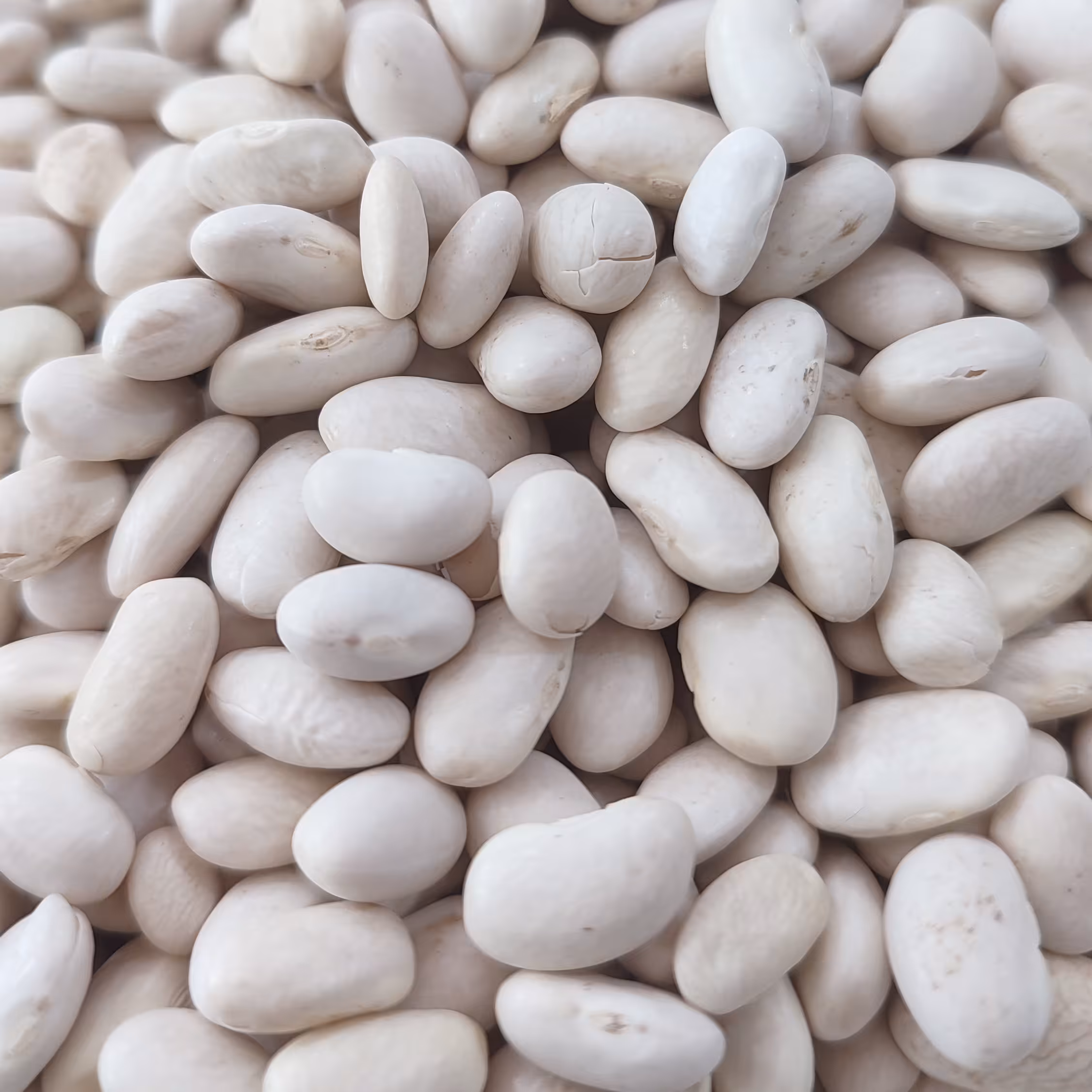 لوبیا سفید 1کیلویی