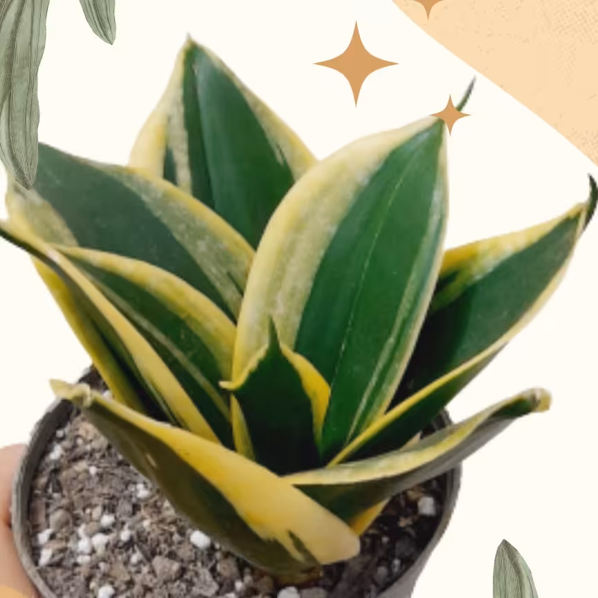 سانسوریا بلک گلد