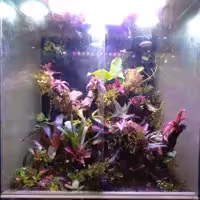 ویواریوم با ( گیاهان طبیعی خاص و کمیاب )