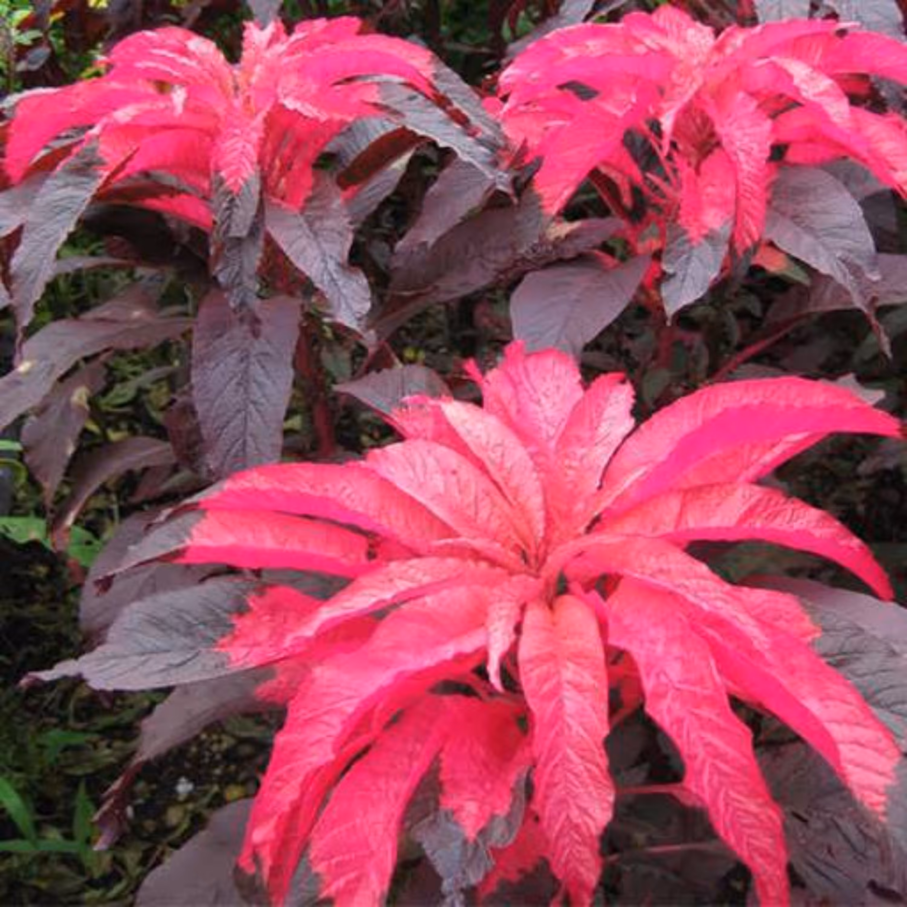 بذر آمارانتوس 1 گرمی