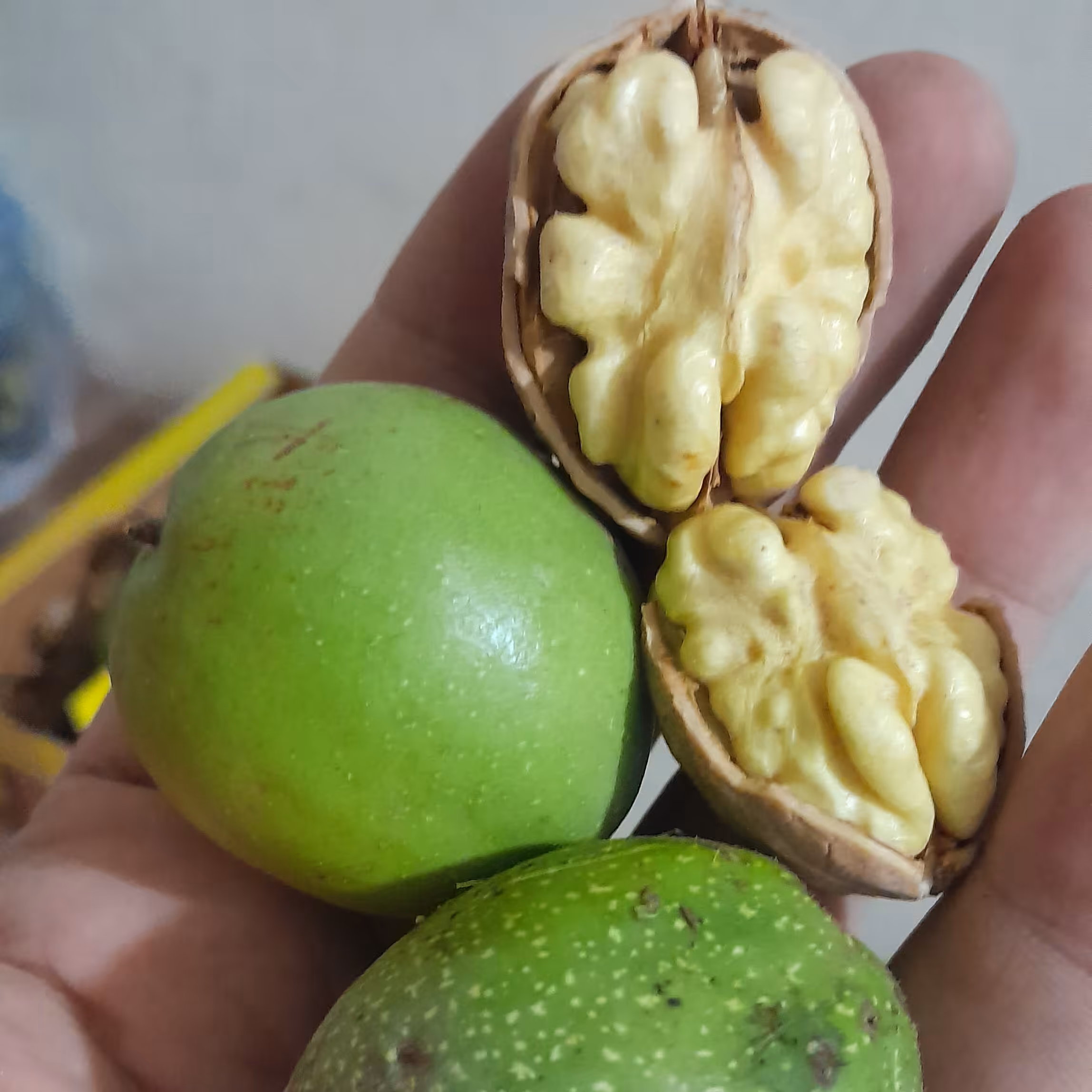  گردو کاغذی تازه با پوست سبز