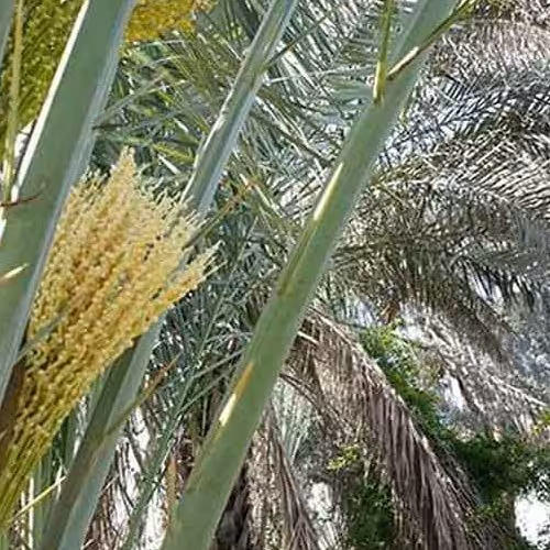 عرق طارونه(گل نخل)گرم مقوی اعصاب خواب آور معالج مفاصل رماتیسم پا درد 