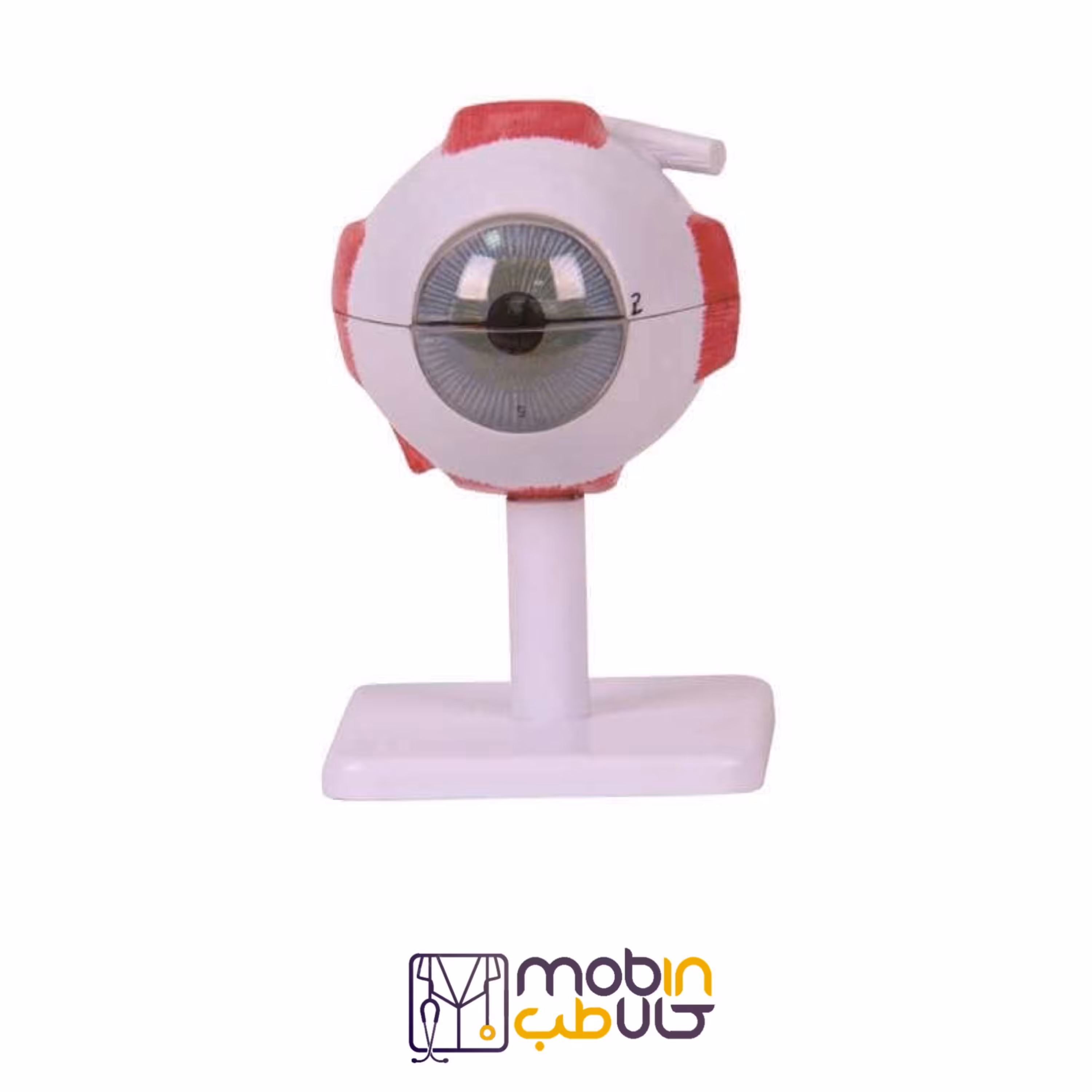 مولاژ چشم 10 برابر اندازه طبیعی