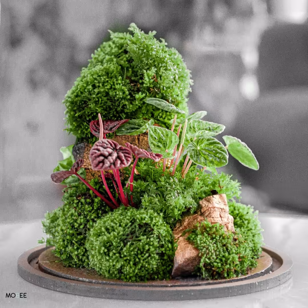 تراریوم استوانه همراه با خزه طبیعی پرورشی