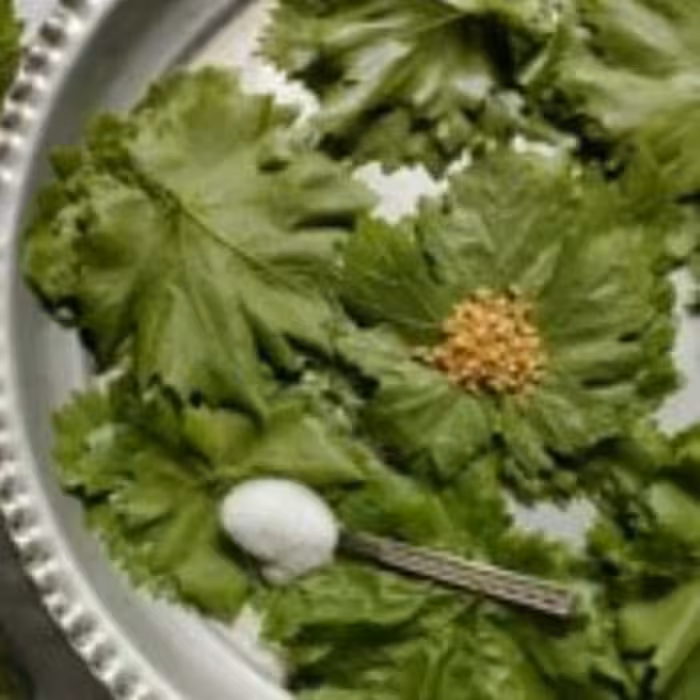 برگ مو  شور متوسط 3 عددی با کیفیت( بدون سم زدگی و نگهداری با کمی نمک)