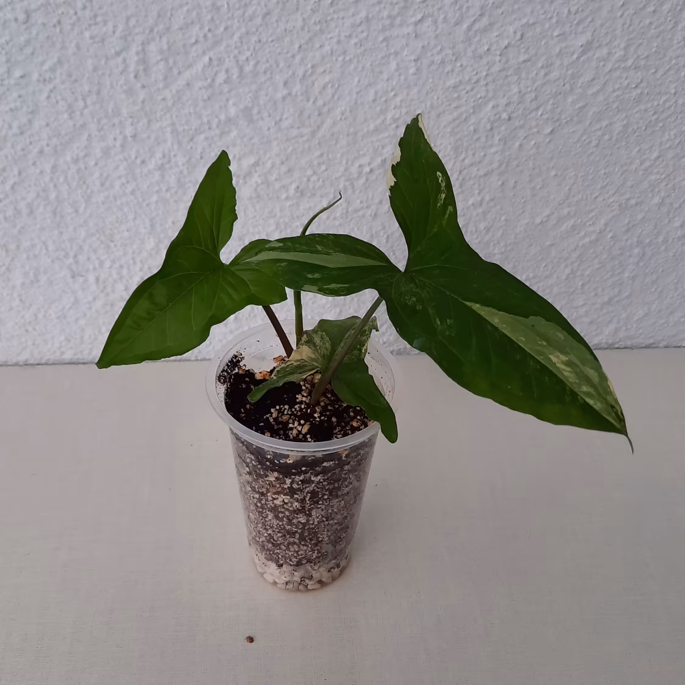 سینگینیوم ابلق سر قلمه ( گلدان سایز 10)