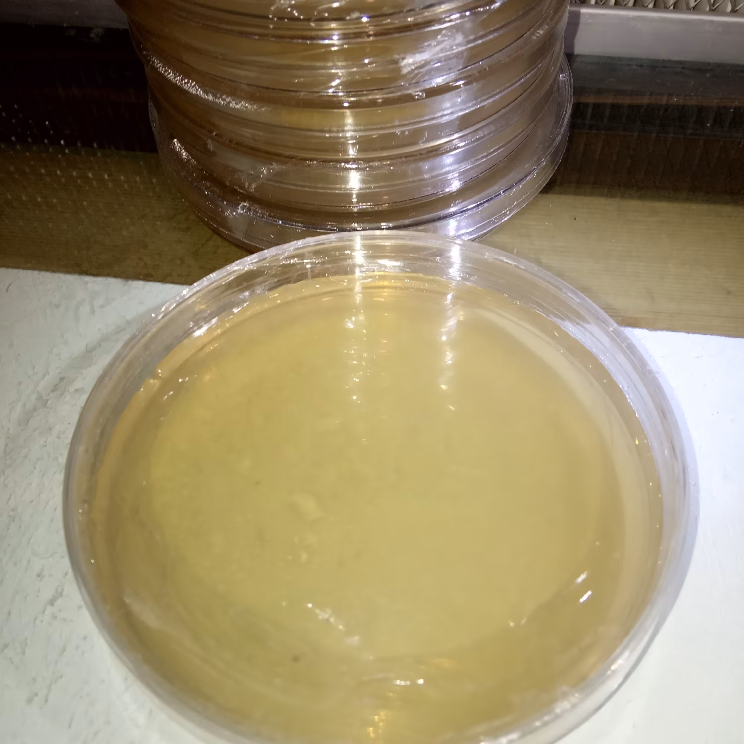 پلیت،پتری دیش محیط کشت آگار قارچ  سایز 10 بسته 10 عددی