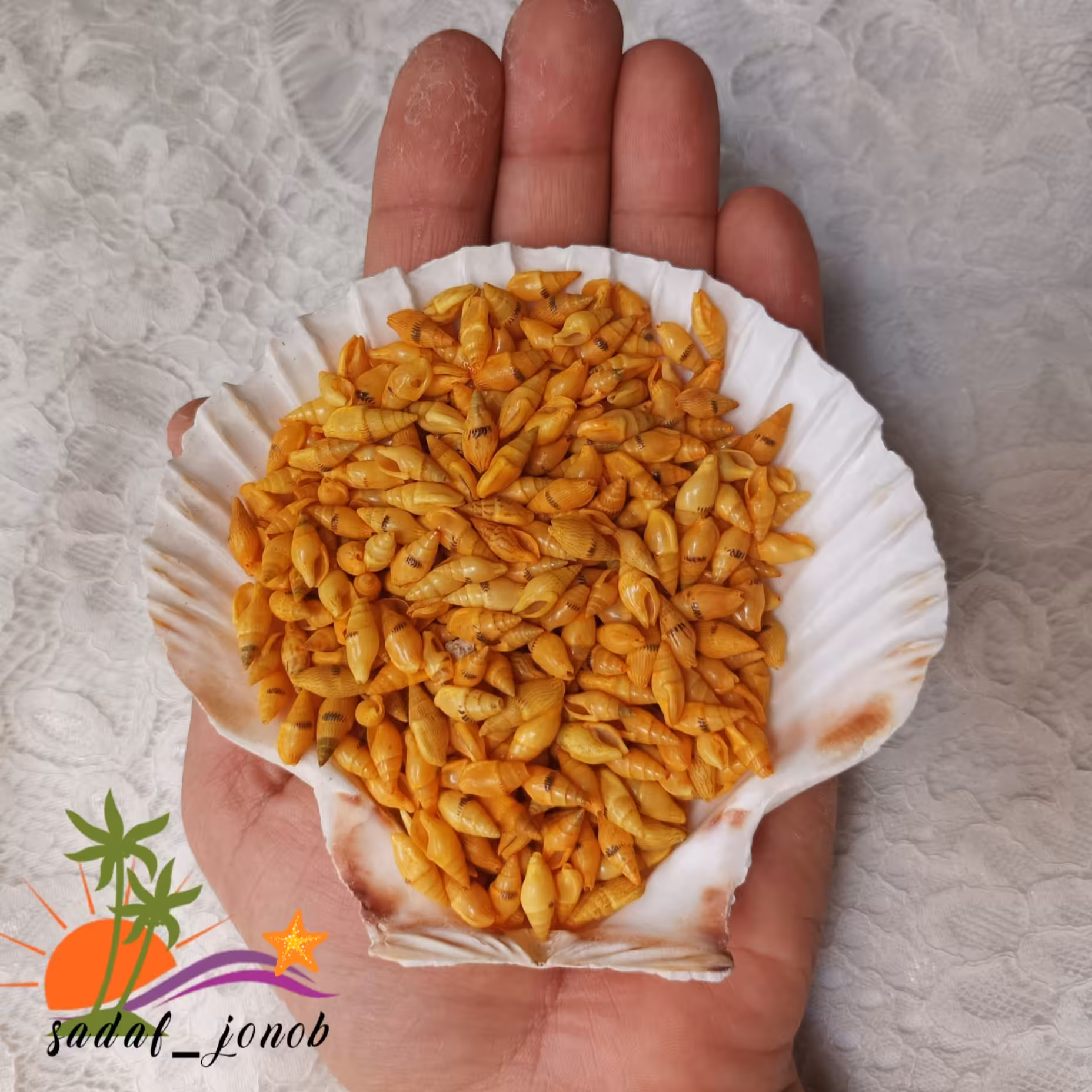  20 عدد صدف گندمی زرد  کوچک رنگی مناسب شمع، رزین ،تابلو و ساخت انواع  دکوریها