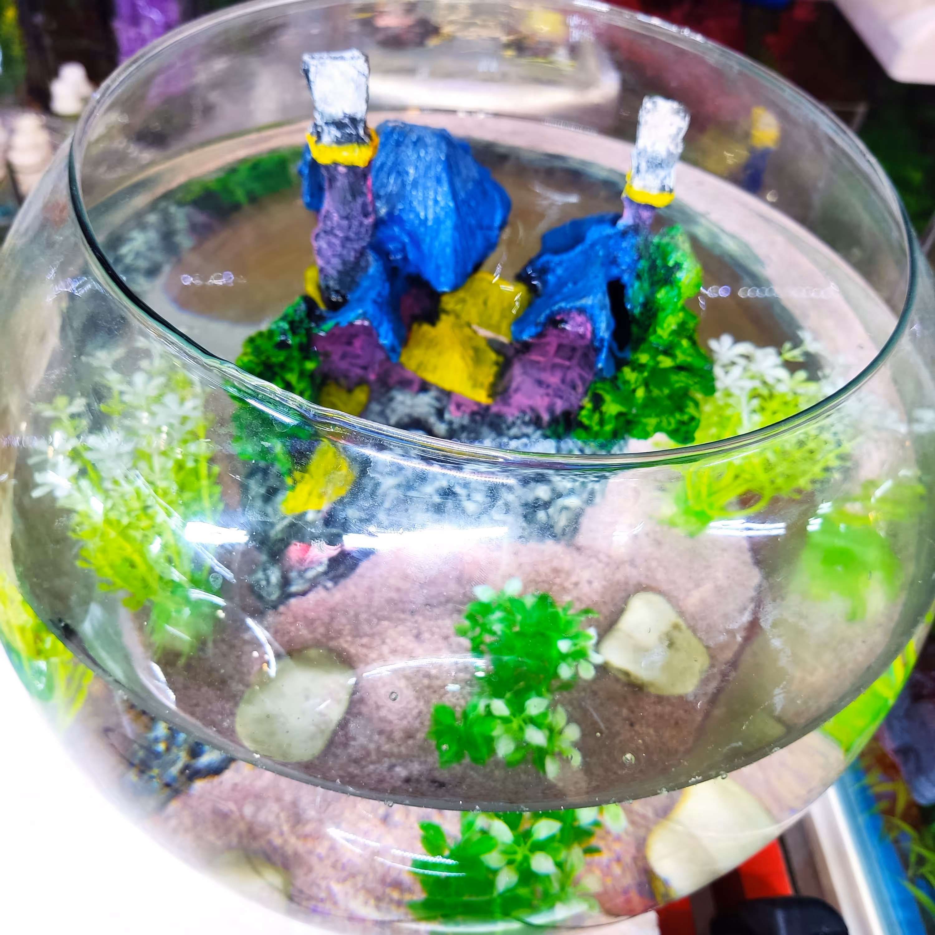 تنگ شیشه ای 
قطر 29 
ارتفاع 26 
با تزئینات بسیار زیبا و جذاب 
بدون ماهی