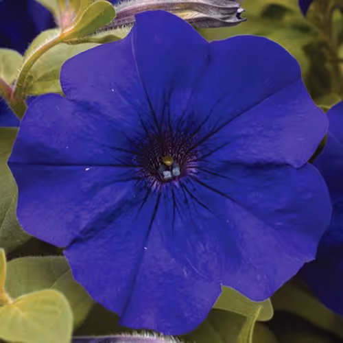 بذر گل اطلسی آبی