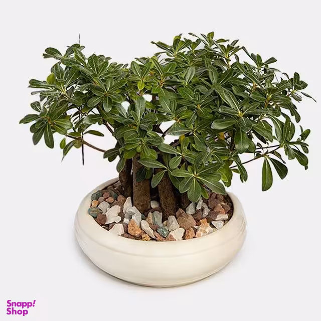 گلدان بونسای میخک کوچک با گلدان سفید
