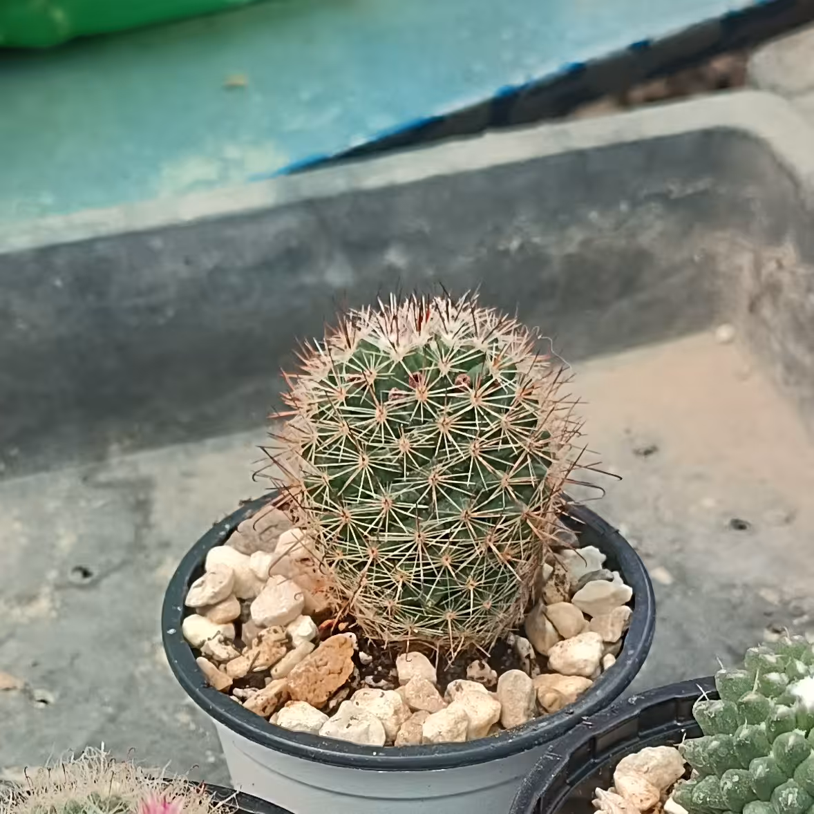 مامیلاریا تیغ قرمز 