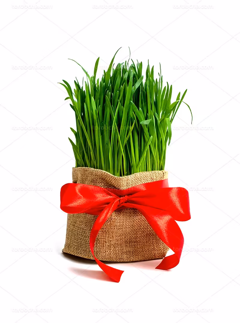 عکس سبزه با روبان قرمز | گرافیک با طعم تربچه