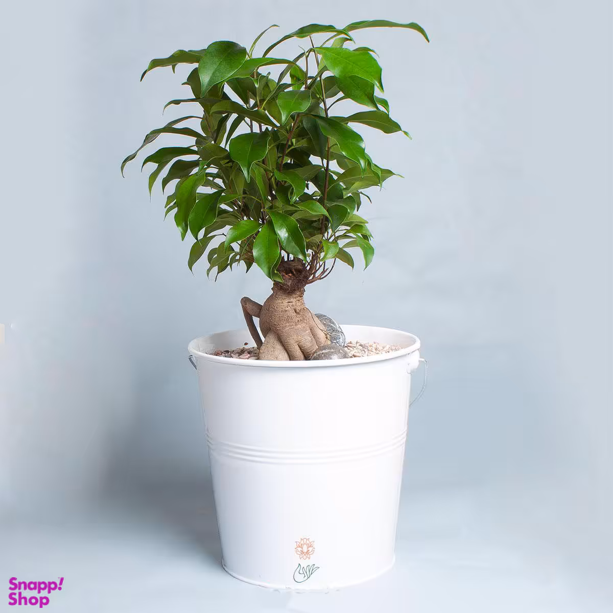 بونسای جنسینگ در گلدان فلزی سفید