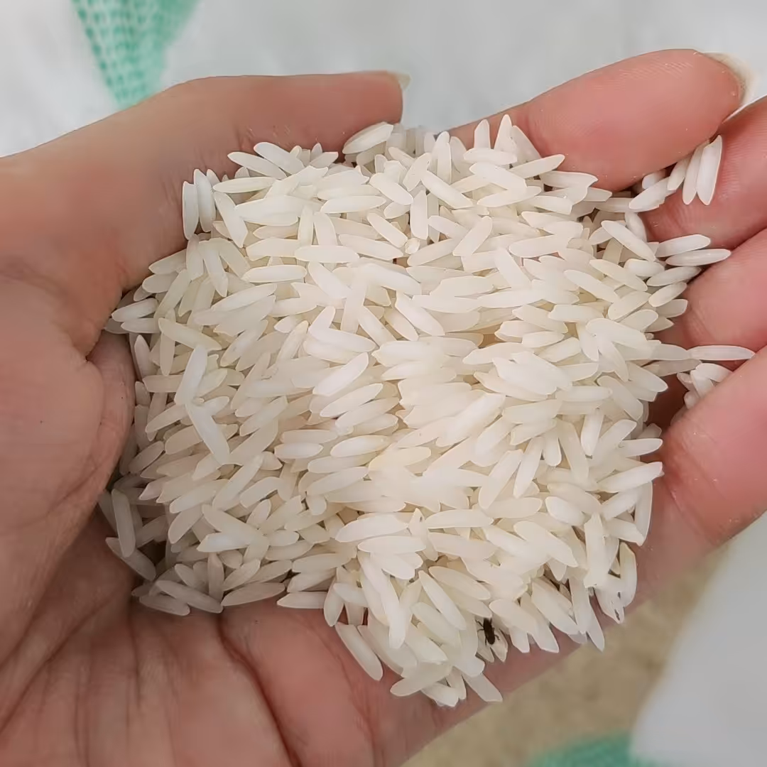 برنج شیرودی