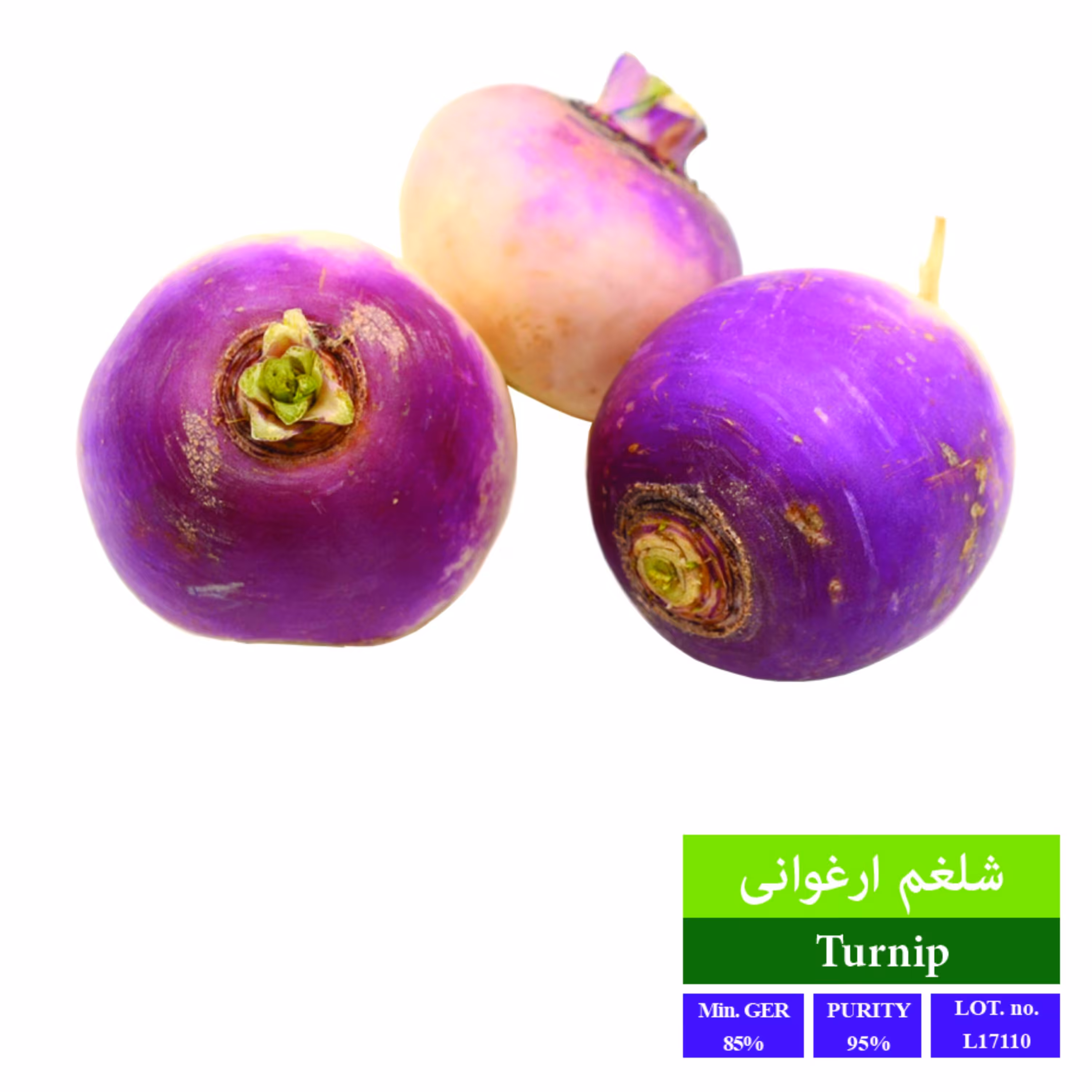 بذر شلغم ارغوانی بذر طلایی رویان 
