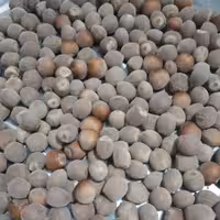 فندق خام تازه امسالی برداشت شهریور 1402