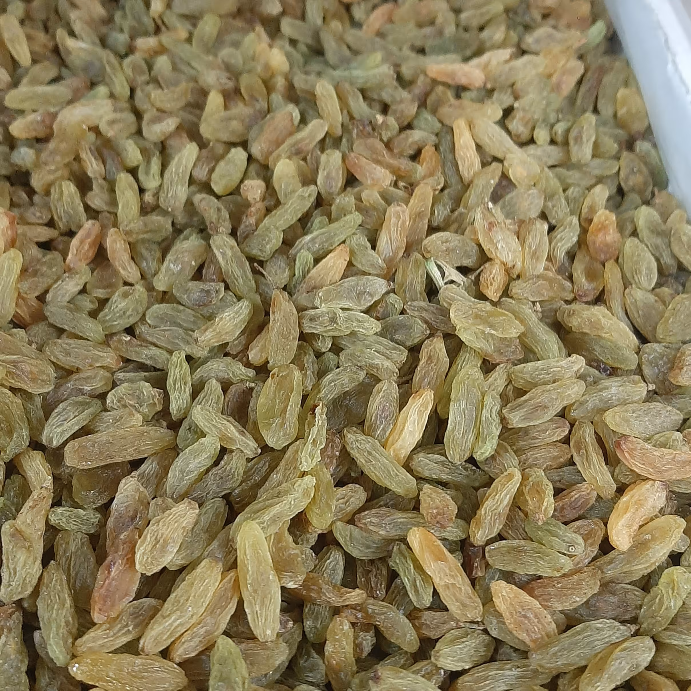 کشمش سبز کارتنی 5 کیلویی (تضمین کیفیت)