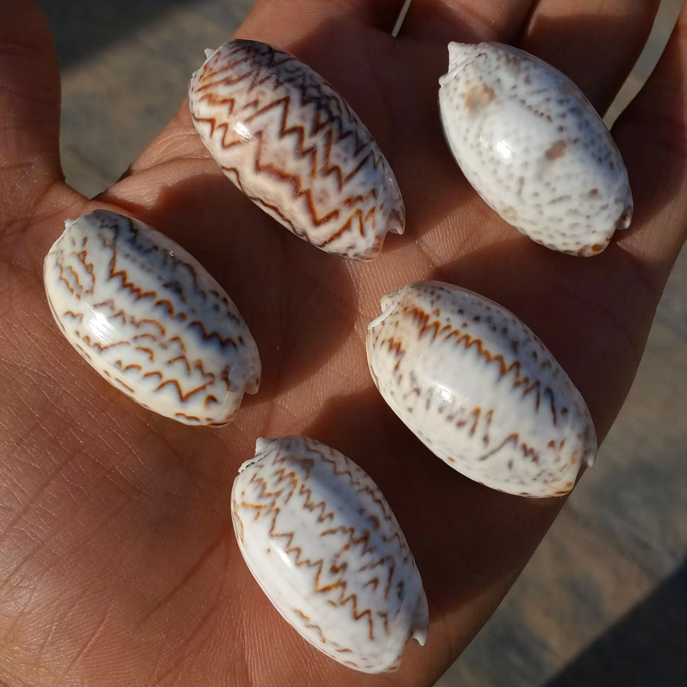 صدف پسته ای دریایی تنوع رنگ سایز درشت
صددر صد طبیعی
شاهکار خلقت
کاملا تمیز بدون بو
مختص کارهای تزئینی و ساخت زیور آلات 