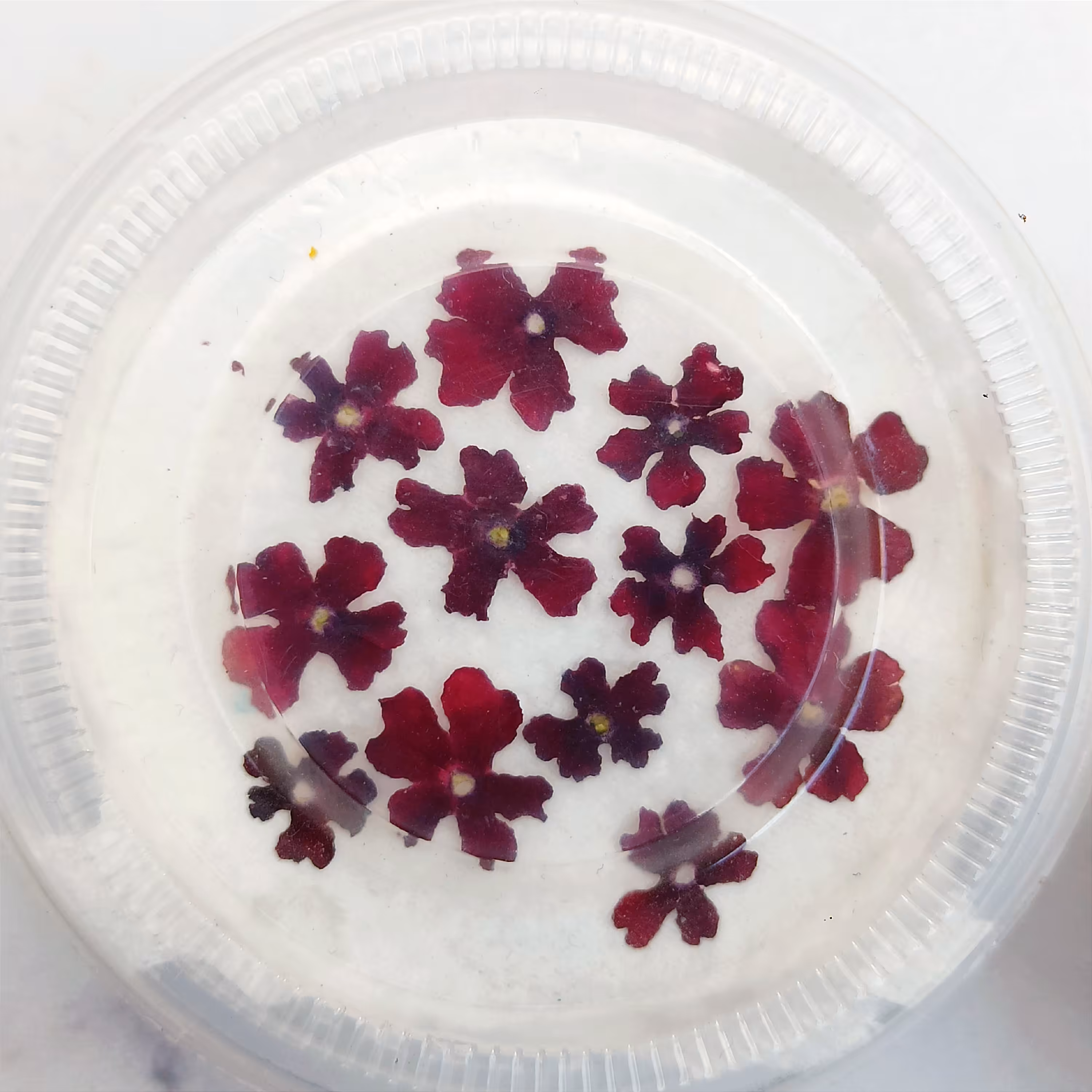 گل خشک شاهپسندی  زرشکی پک 12عددی