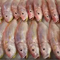 ماهی سلطان ابراهیم- تازه و صید روز  -پاک کردن رایگان