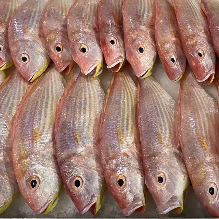 ماهی سلطان ابراهیم- تازه و صید روز  -پاک کردن رایگان