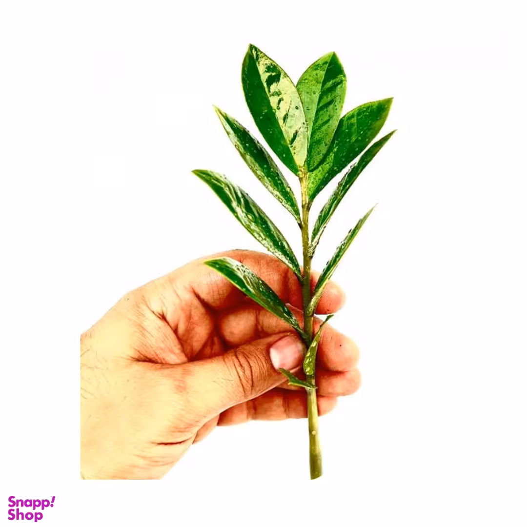 قلمه شاخه ای زامیفولیا سبز