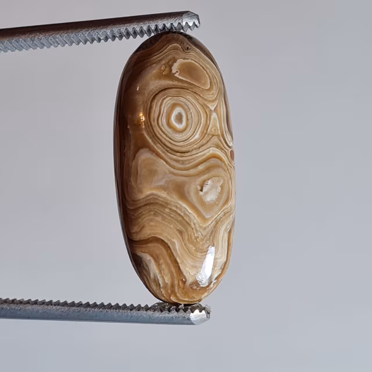 وود فسیل کورال