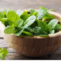 گیاه نعنا فلفلی،صد در صد طبیعی و بهداشتی،بسته 100 گرمی