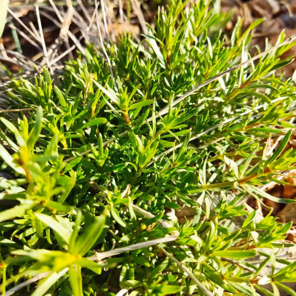 آویشن کوهی 50 گرمی  دستچین شده از رشته کوه های زاگرس