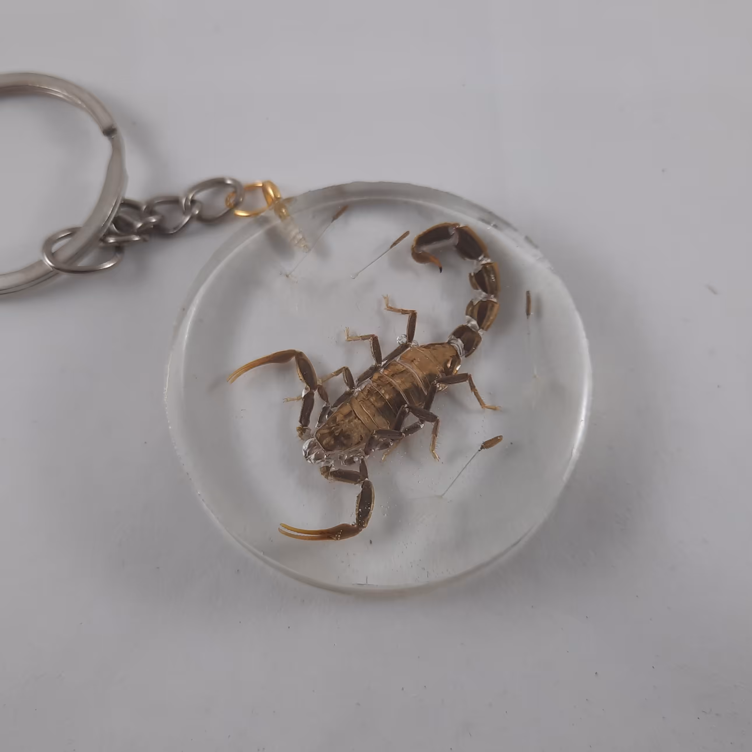 عقرب رزینی سیاه باقاصدک1