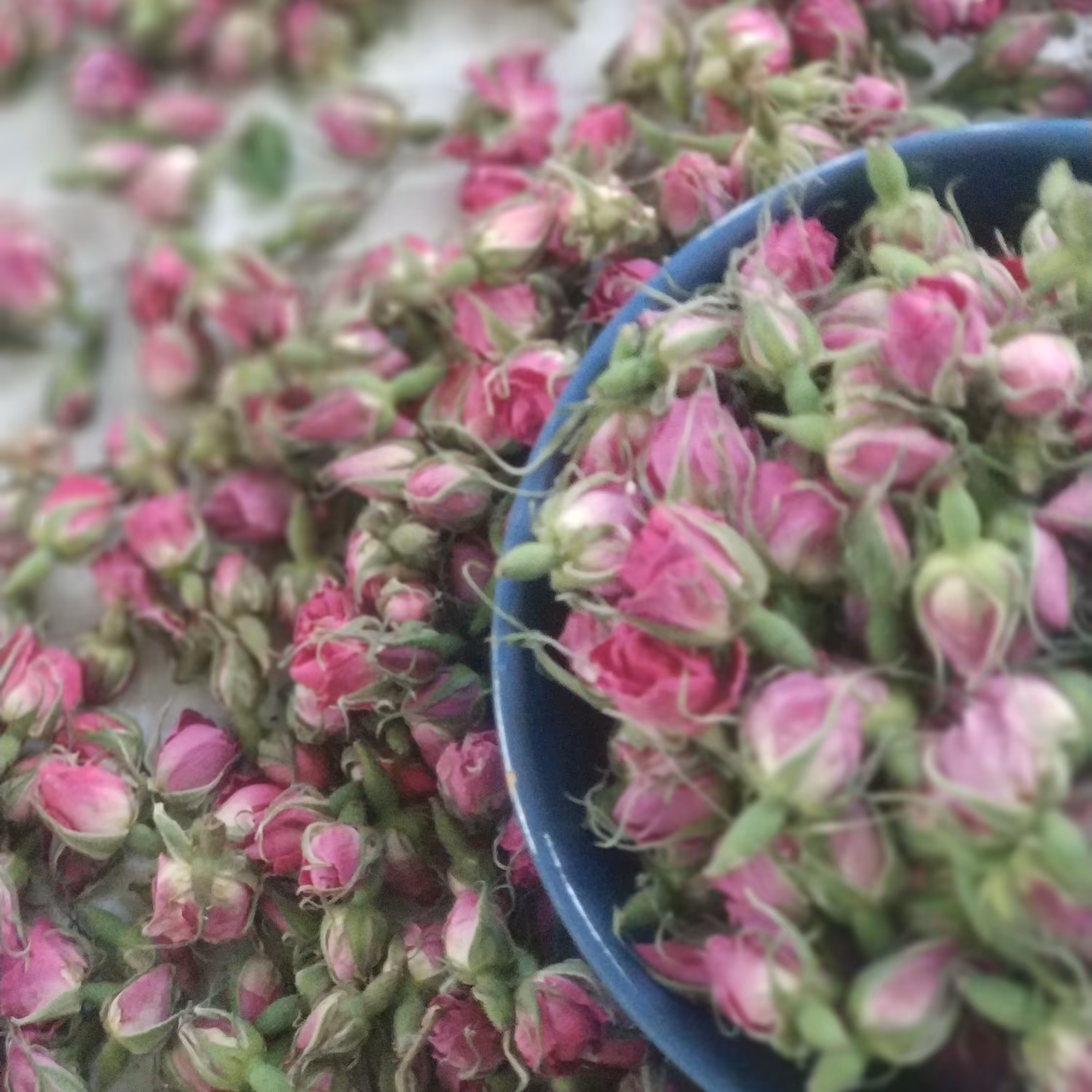 غنچه گل محمدی مناسب تزئینات غذا تاج سر گل سر  امسالی خوش عطر 