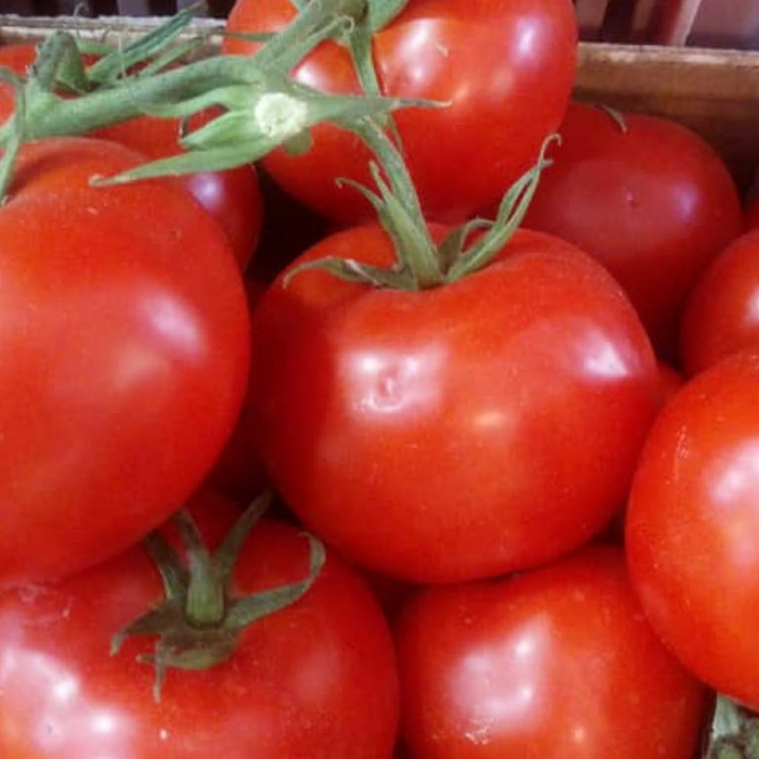 گوجه گلخانه یک کیلو گرم