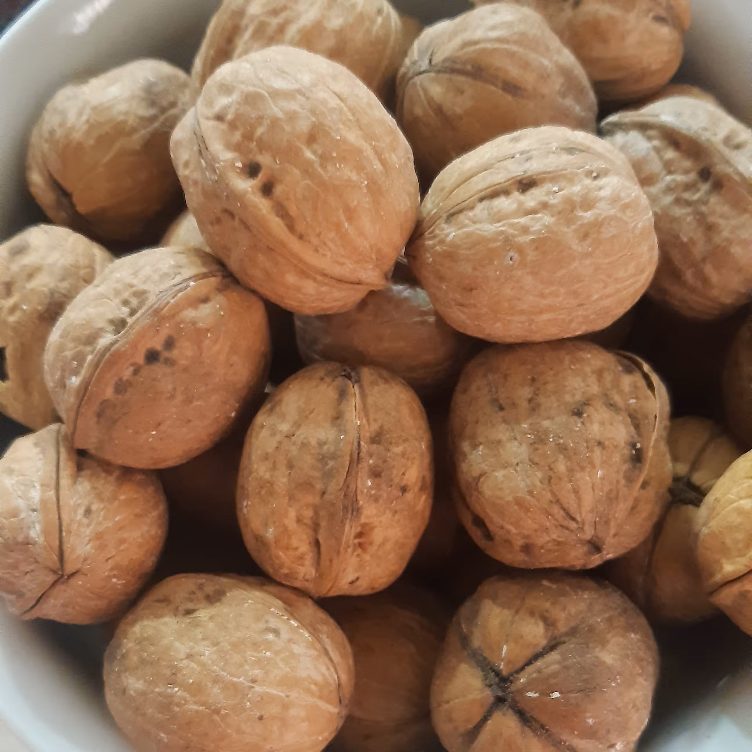 گردو پوست کاغذی