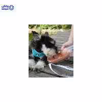 قمقمه آبخوری حیوانات