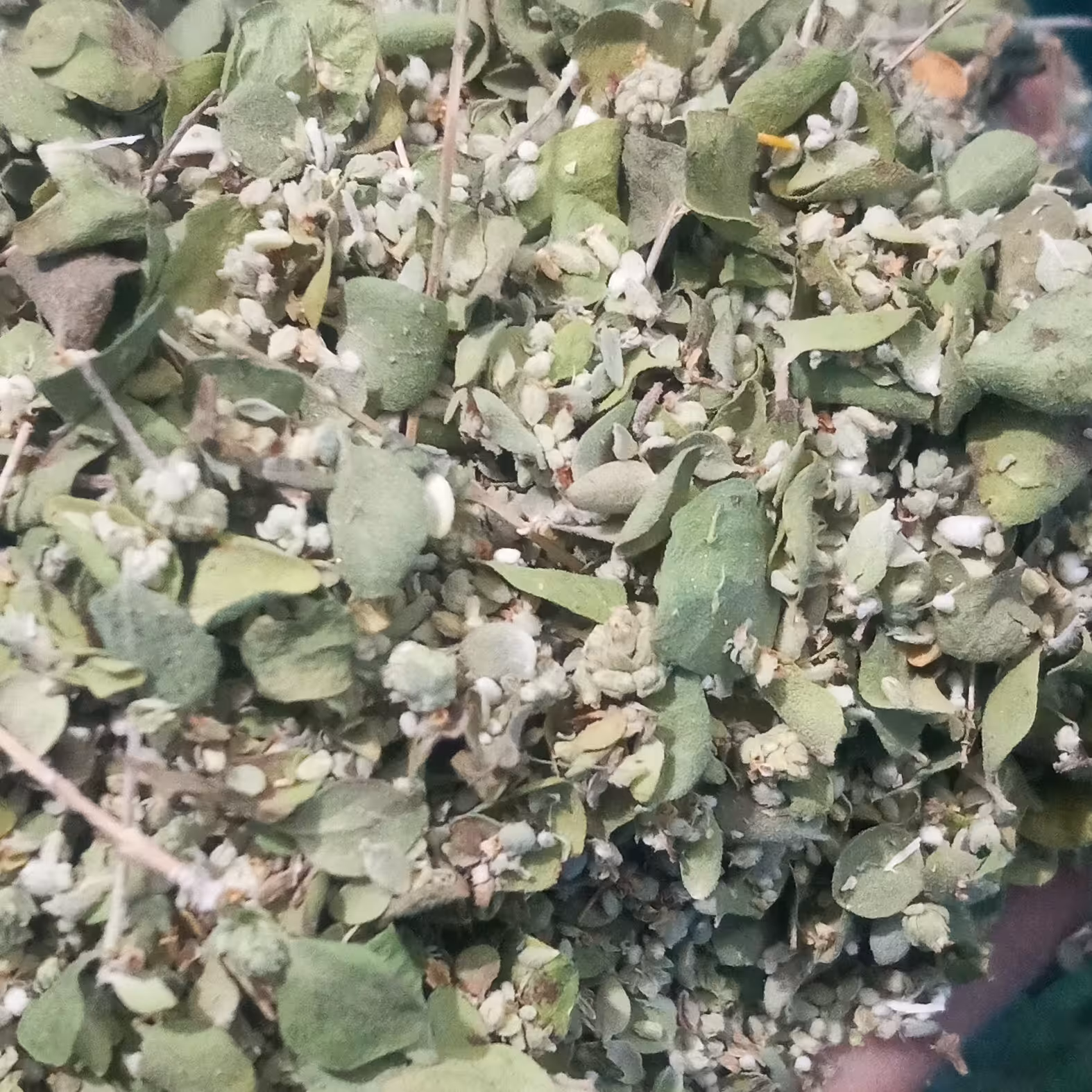 بذر و برگ ریز آویشن با عطر عالی