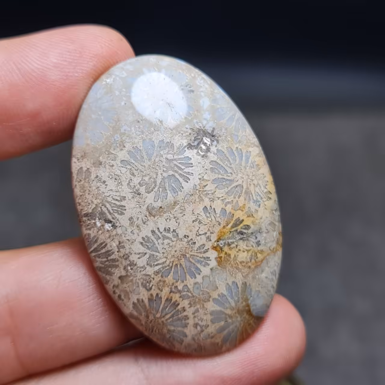  نگین درشت مدالی سنگ صد درصد طبیعی فسیل مرجان اصل معدنی
کد 27851