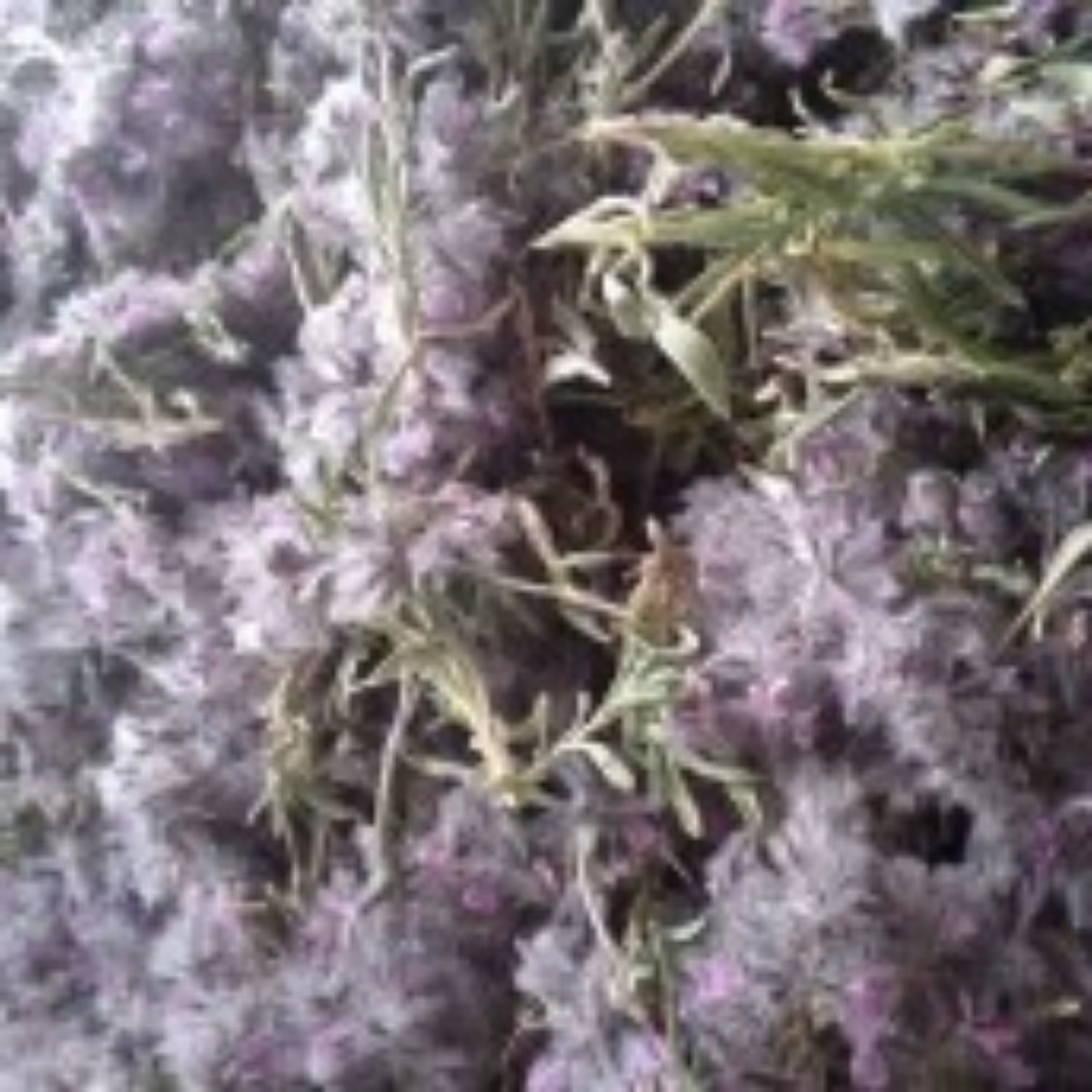 چای کوهی تازه درجه1(یک کیلویی)
