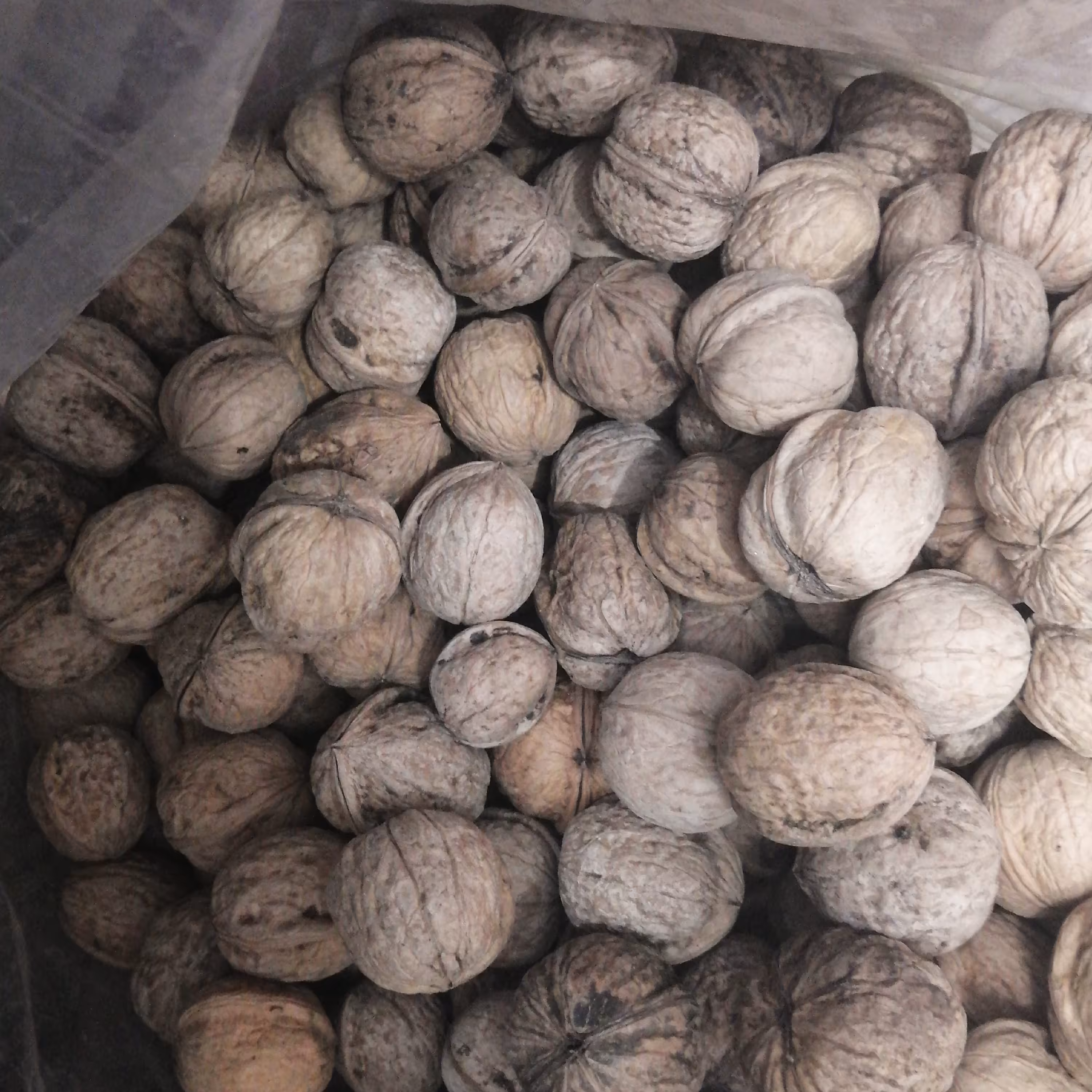 گردو یک کیلو