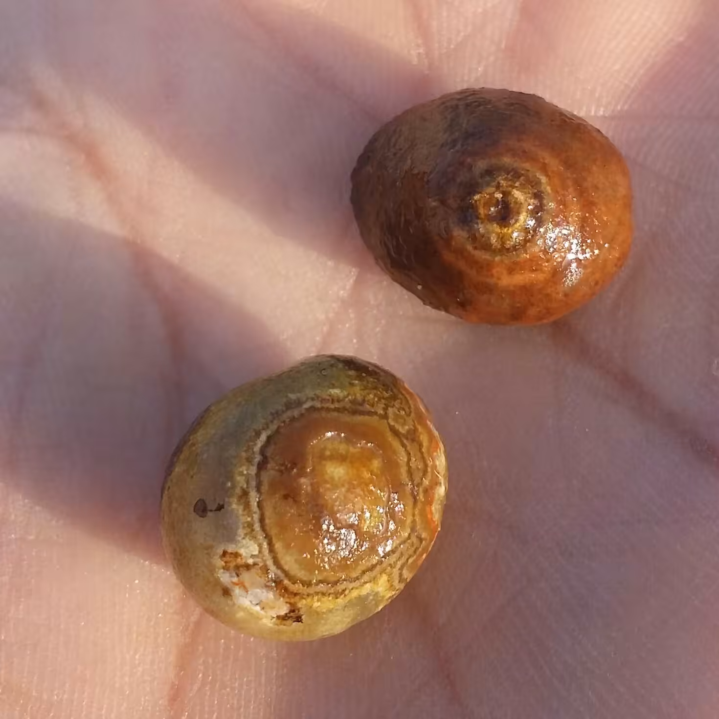 جفت مهره سنگ راف حبه عقیق باباقوری تک چشم قدمت دار کهنه موکول دار قوی خارق العاده شاهکار خلقت 100 در 100 طبیعی کد 8632