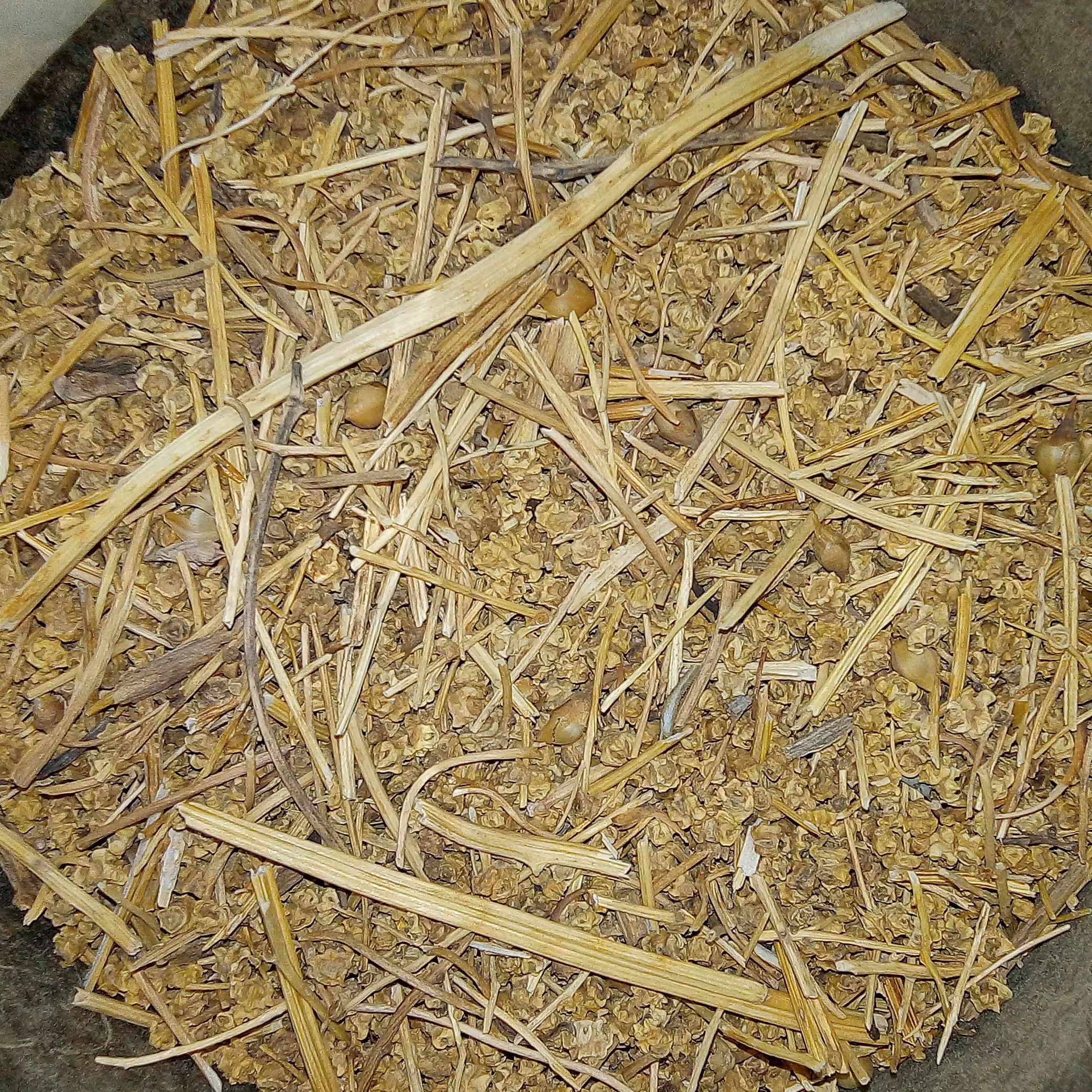 بذر چغندر  100گرمی