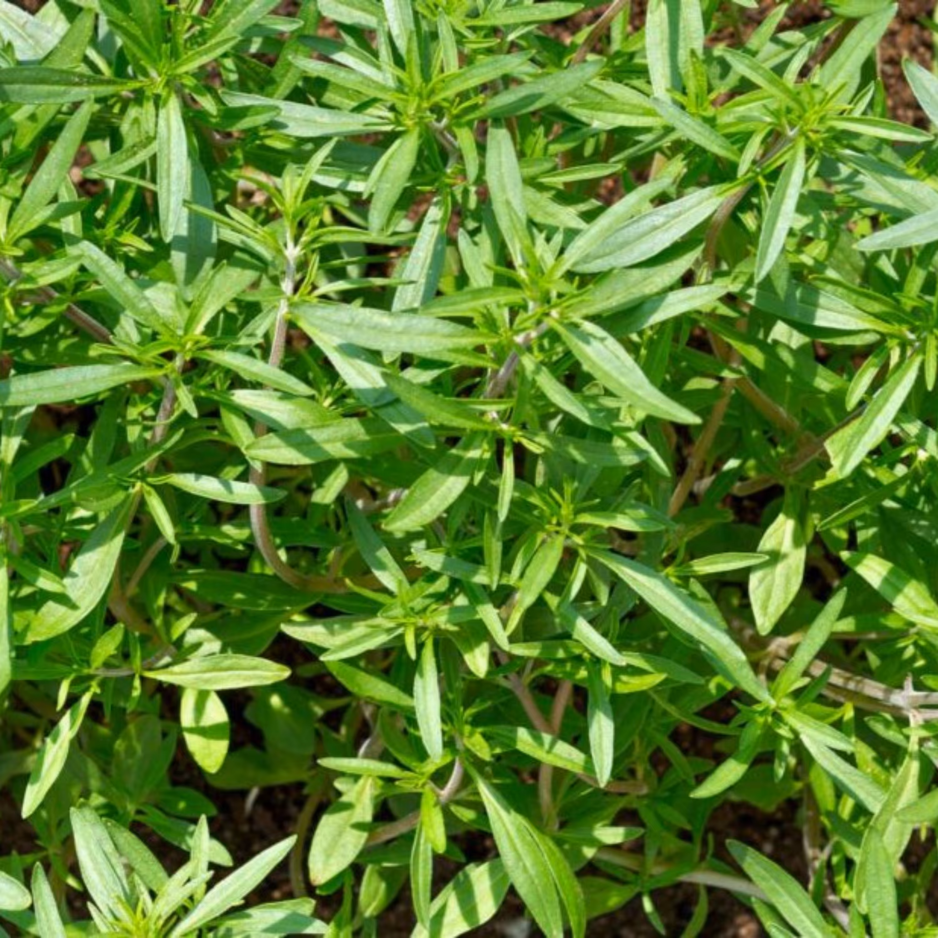 بذر سبزی مرزه (بسته 1 کیلوگرمی)