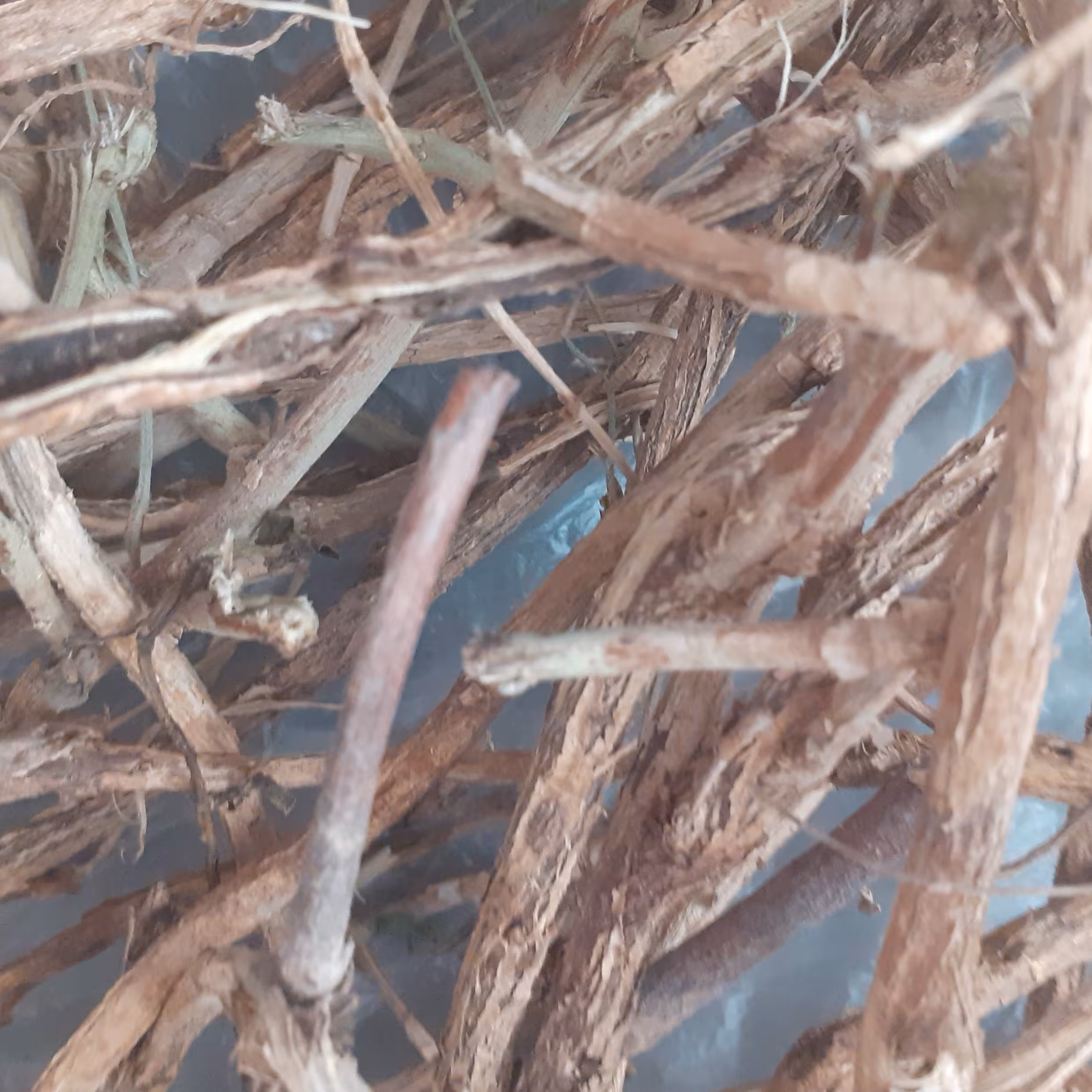 ریشه شیرین بیان