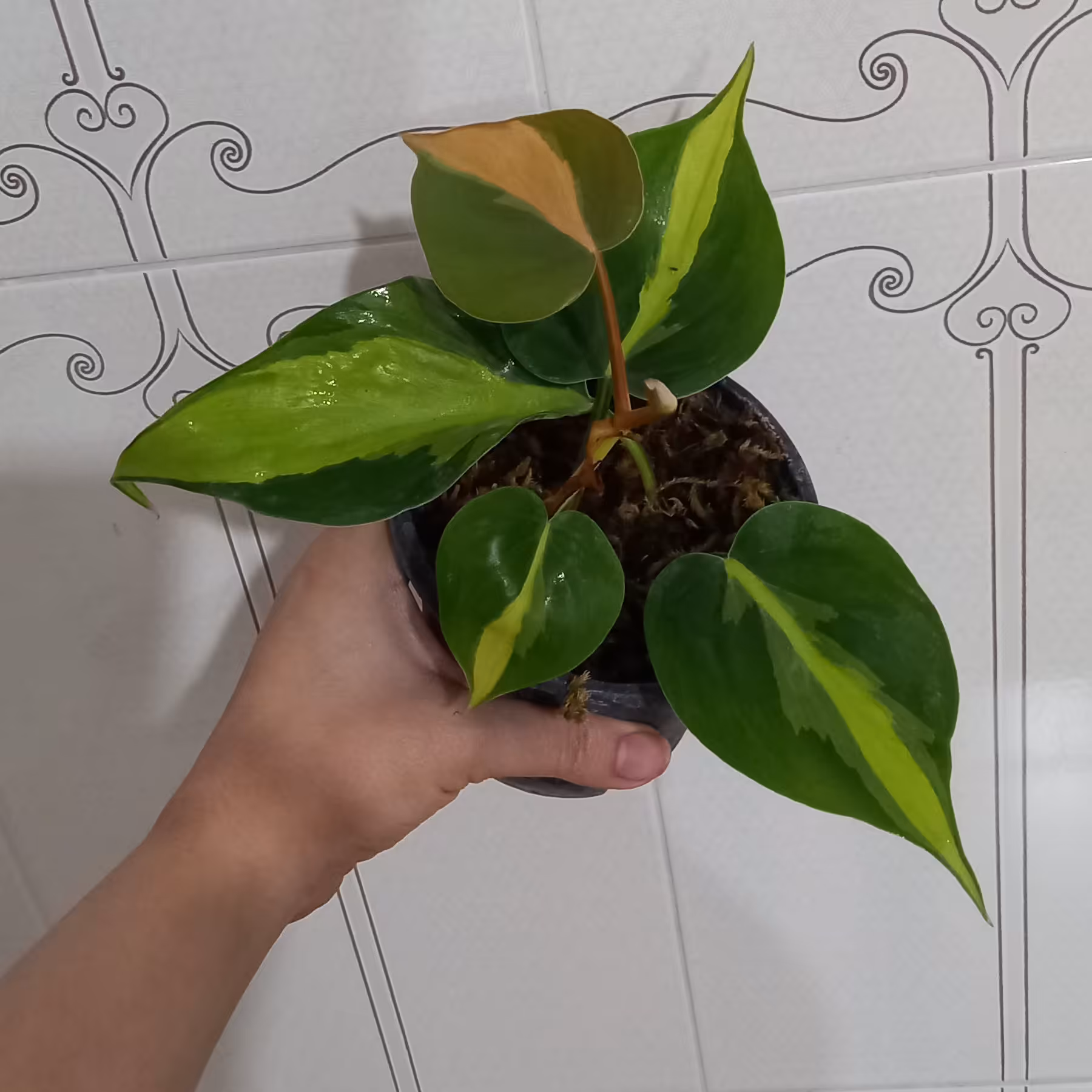 اسکاندنس ابلق