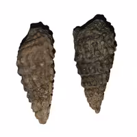 2عدد عرج سواحل   قدمتدار  و اصیل